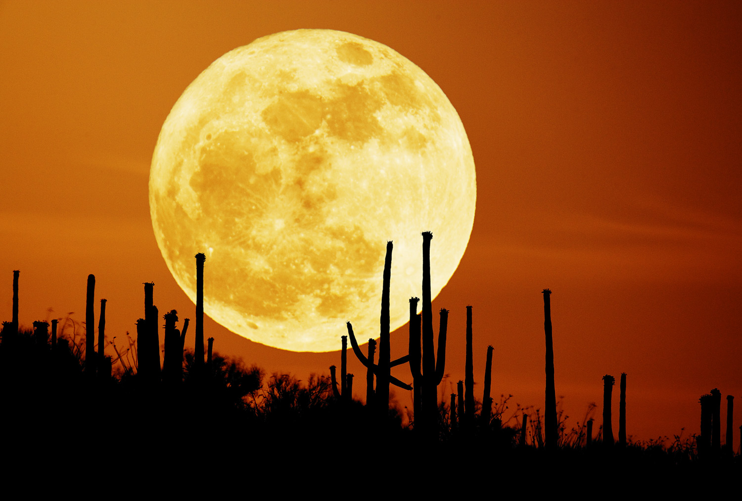 Saguaro Moon Rising