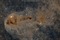 Stars are forming in Lynds Dark Nebula