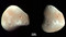 Mars has two tiny moons, Phobos and 