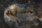 Stars are forming in Lynds Dark Nebula