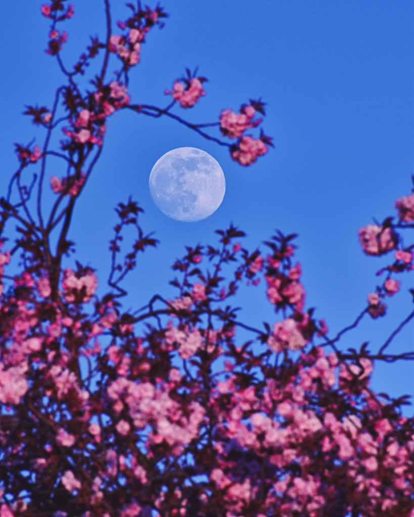 Pink and the Perigee Moon