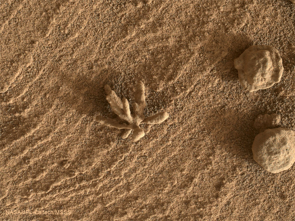 火星上的石头花