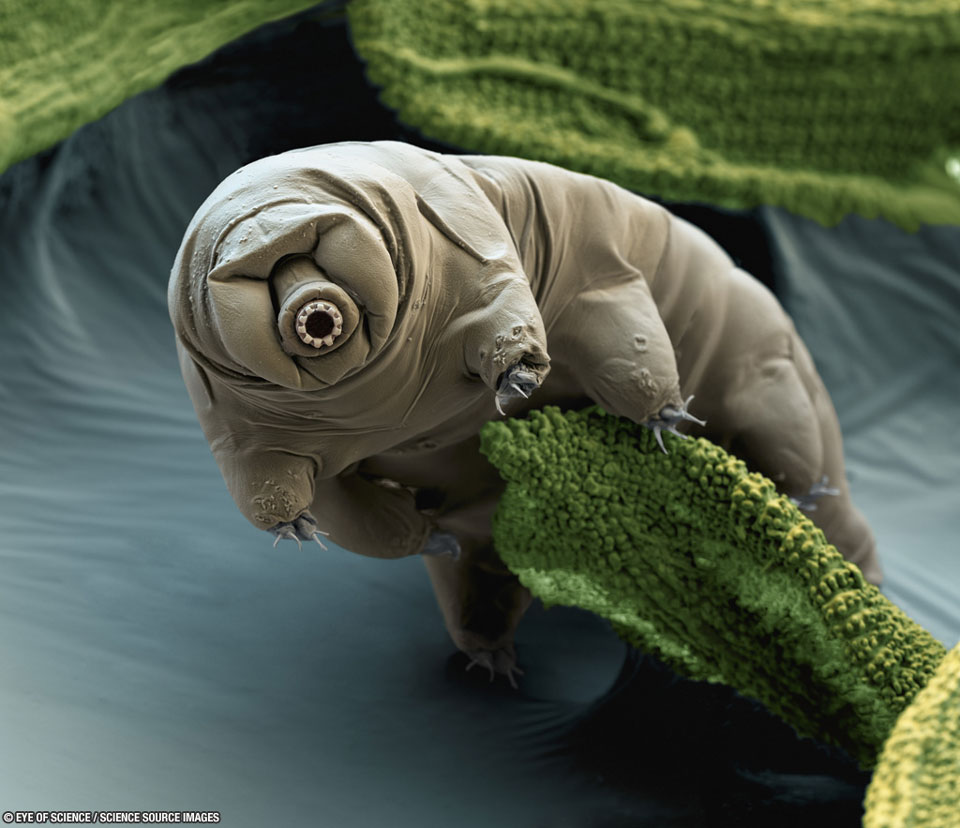 An usual looking creature is pictured which may appear
alien but is actually a Earth-dwelling tardigrade. The 
tardigrade has no apparent eyes, a light brown body,
a circular gear-like snout, and claws at the end of its
numerous feet. The tardigrade is seen perched on green moss.
Please see the explanation for more detailed information.