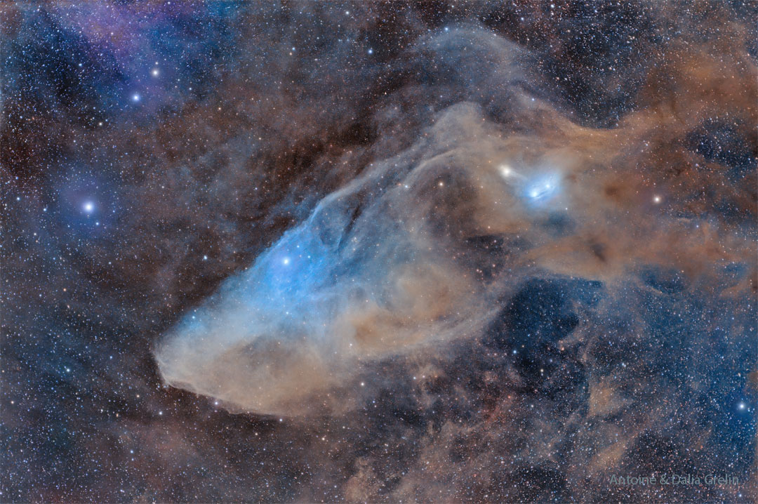 A starfield surrounds a large nebula that is mostly brown
and blue and has an appearance reminiscent of the head of a horse.
This nebula is not the more famous