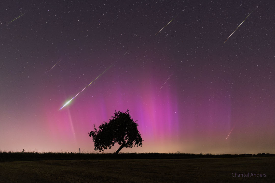 A night sky filled with stars is colored partly purple  by an aurora. Also visible are several streaks which are  meteors in this image composite. In the foreground is   a field and lone tree. Part of the tree slants at the  nearly the same angle of the meteor streaks.   Please see the explanation for more detailed information.