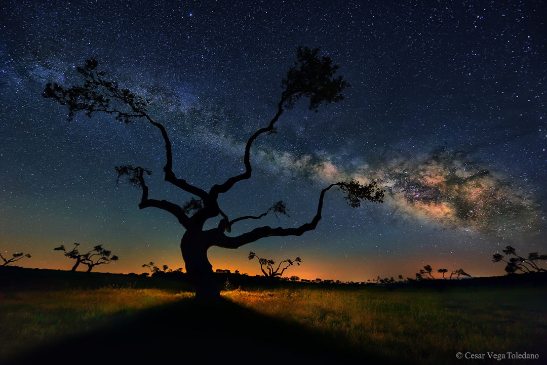 The Galaxy Tree            